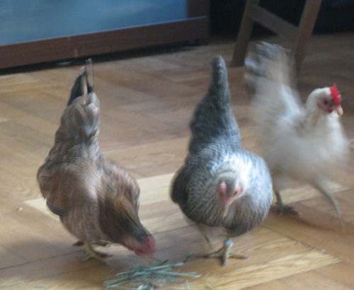 2010-12-02-Chicken22.jpg