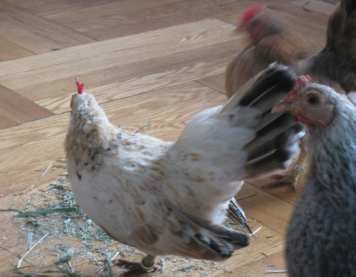 2010-12-02-Chicken24.jpg