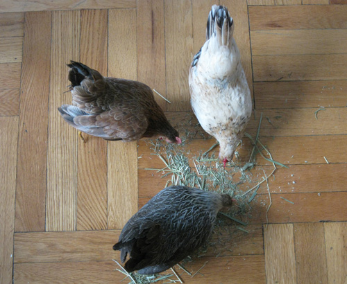 2010-12-02-Chicken25.jpg