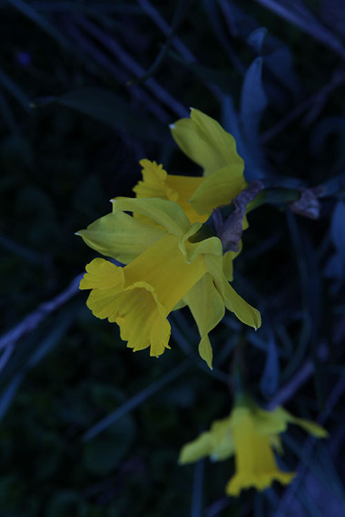 2015-04-29-1430327790-2501953-Daffodil1.jpg