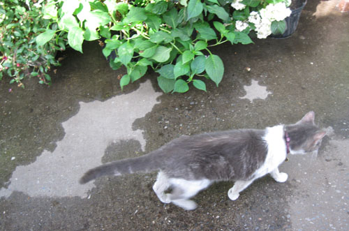 2010-08-07-Verni16.jpg