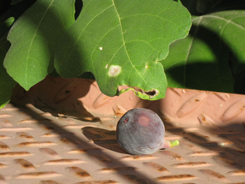 2010-08-28-Fig6.jpg