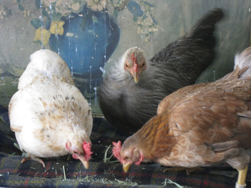 2010-12-02-Chicken16.jpg