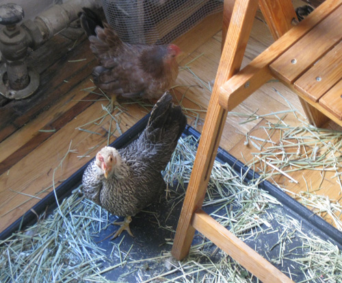 2010-12-02-Chicken29.jpg