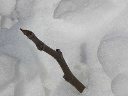 2011-02-03-Crone14.jpg