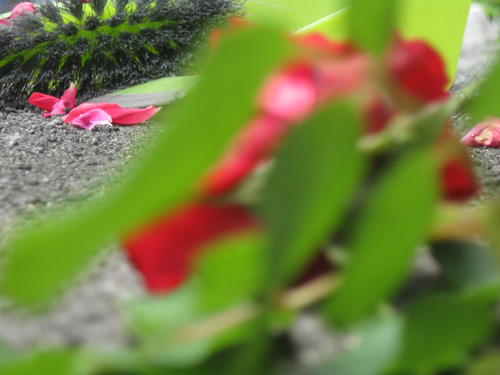 2011-06-14-Rose128.jpg