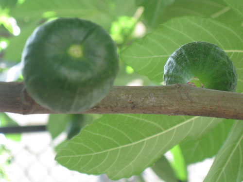 2011-07-27-Joe12.jpg