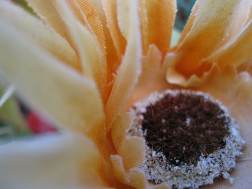 2012-01-05-Flower107.jpg